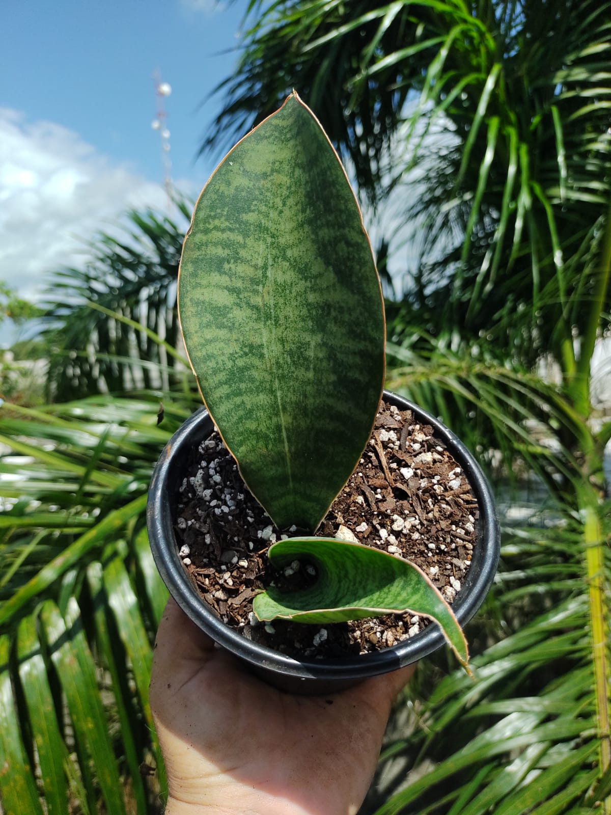 Sansevieria Whale Fin #5