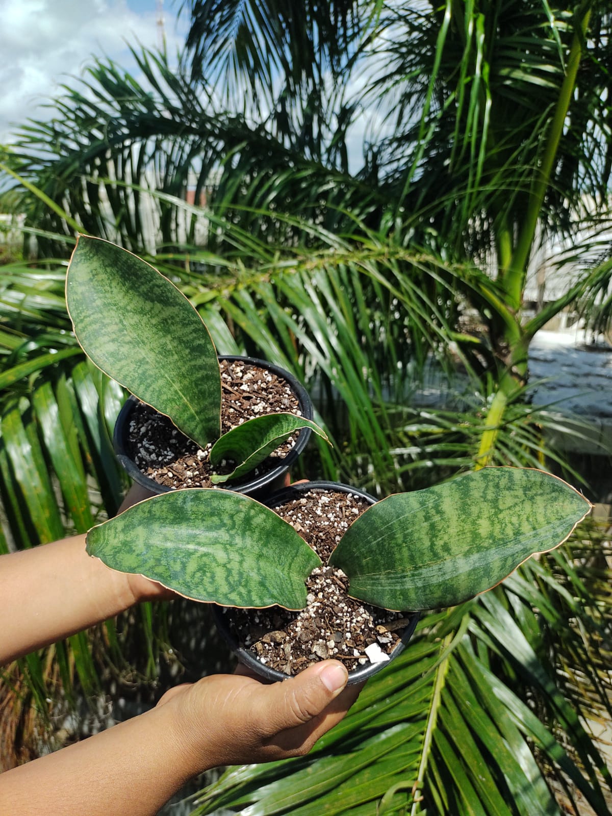 Sansevieria Whale Fin #5