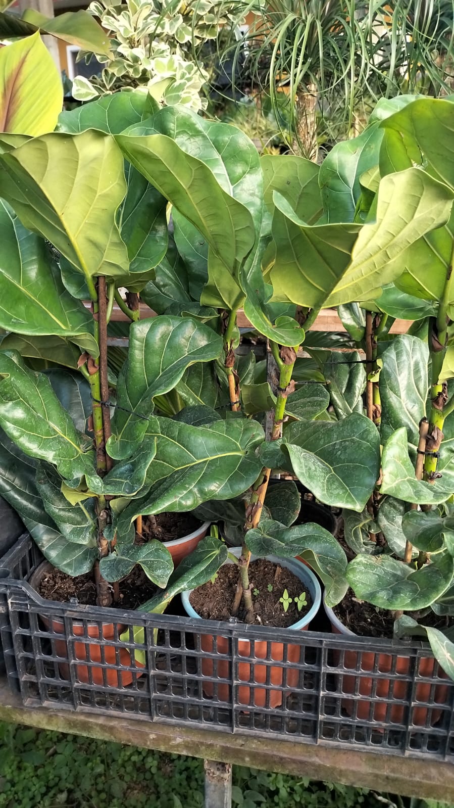 Ficus Lyrata