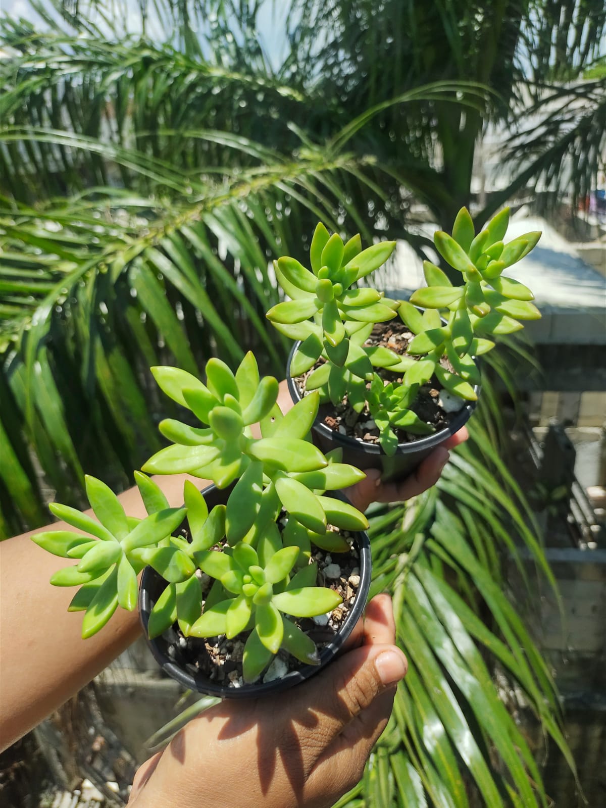 Sedum nussbaumerianum