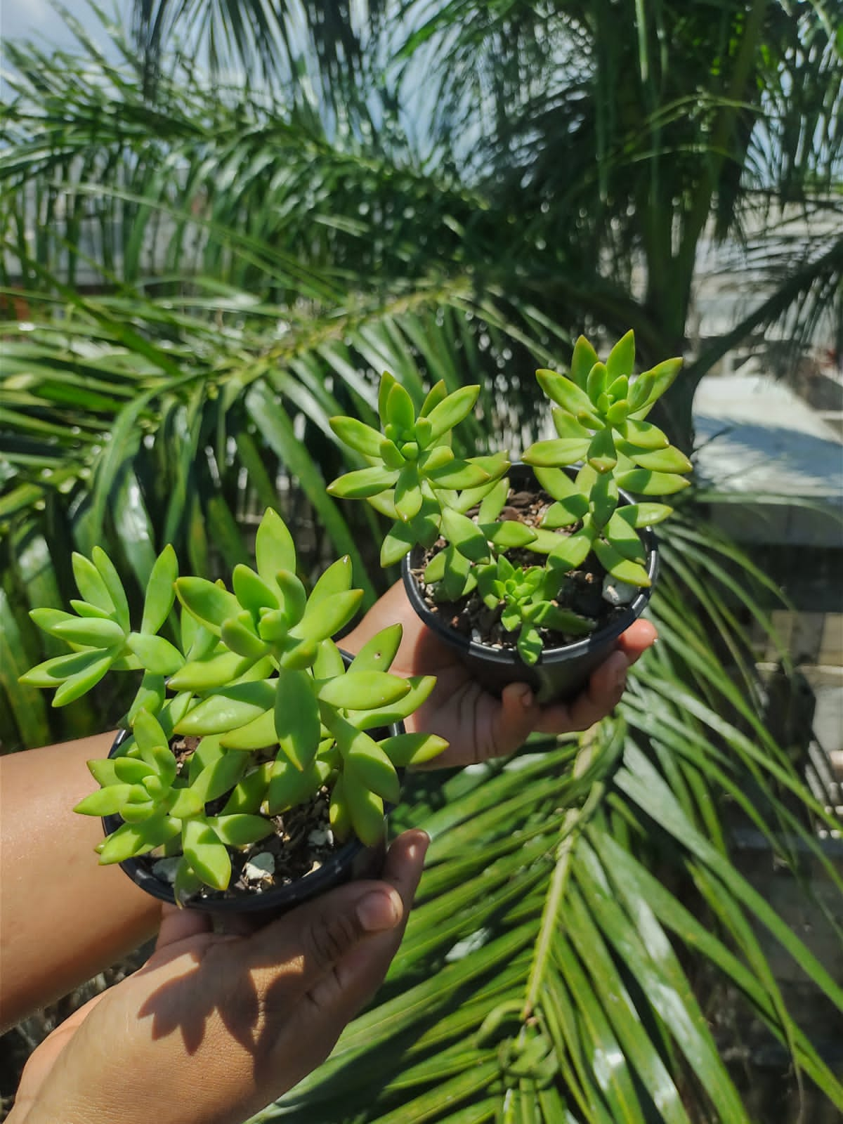 Sedum nussbaumerianum