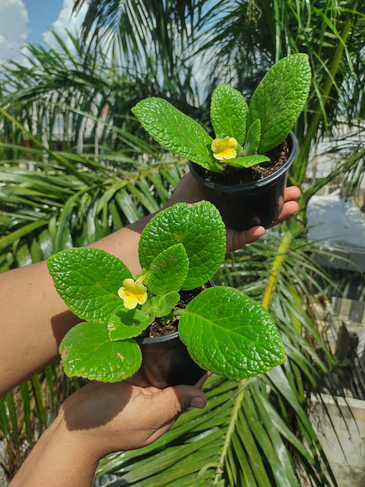 Episcia Tropical Topaz "4