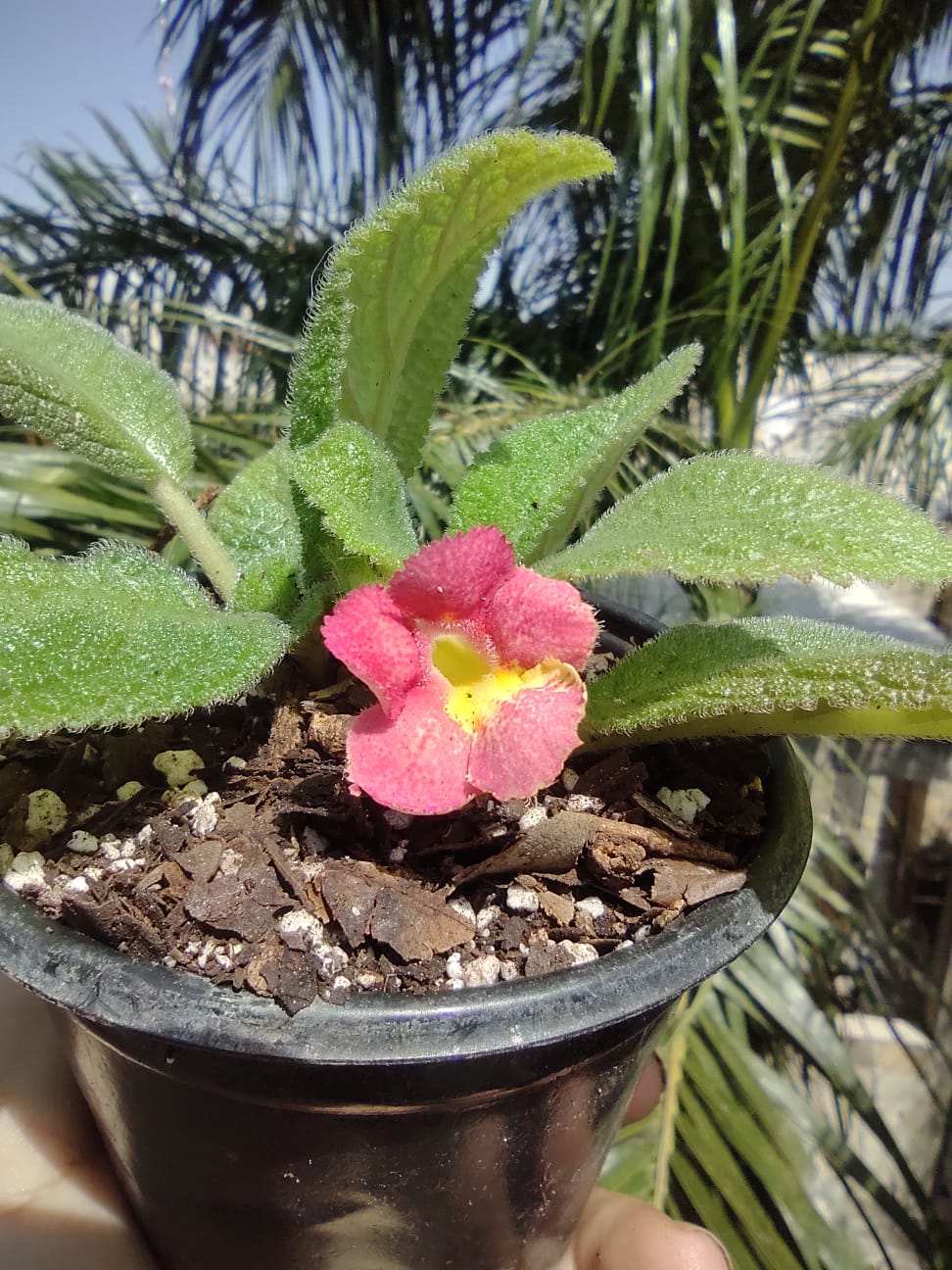 Episcia Lil Lemon "4