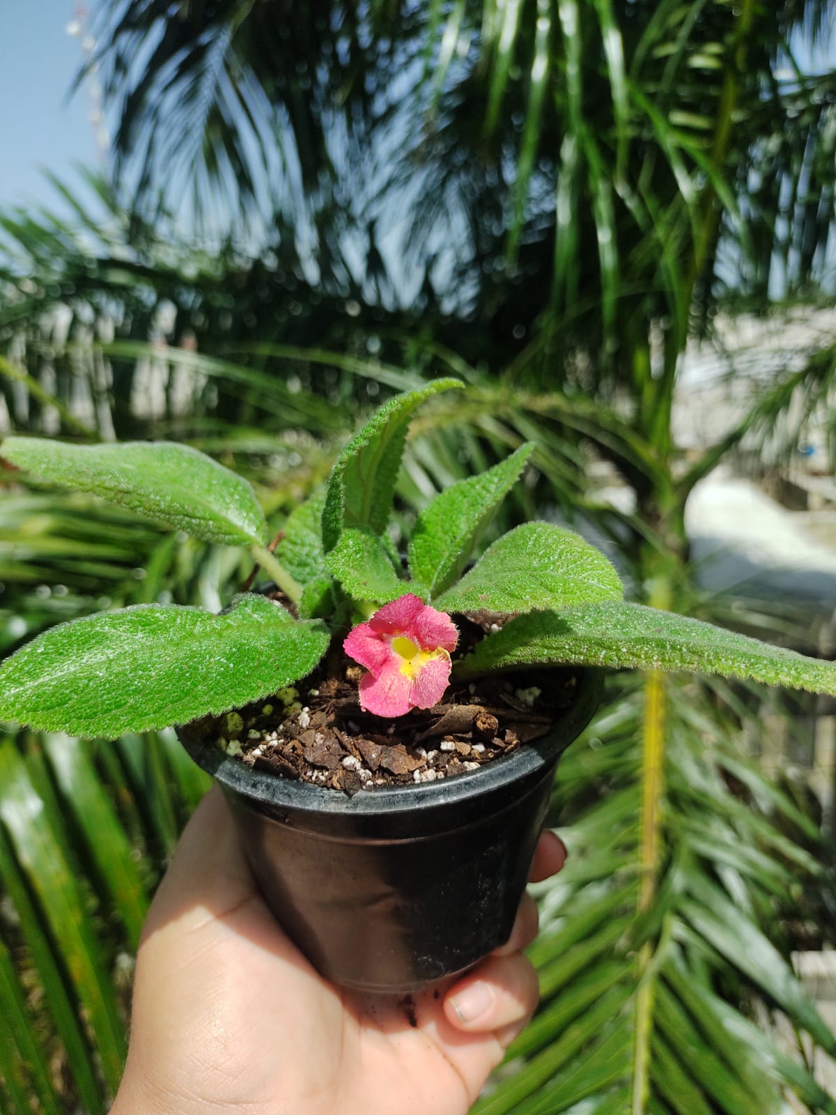 Episcia Lil Lemon "4