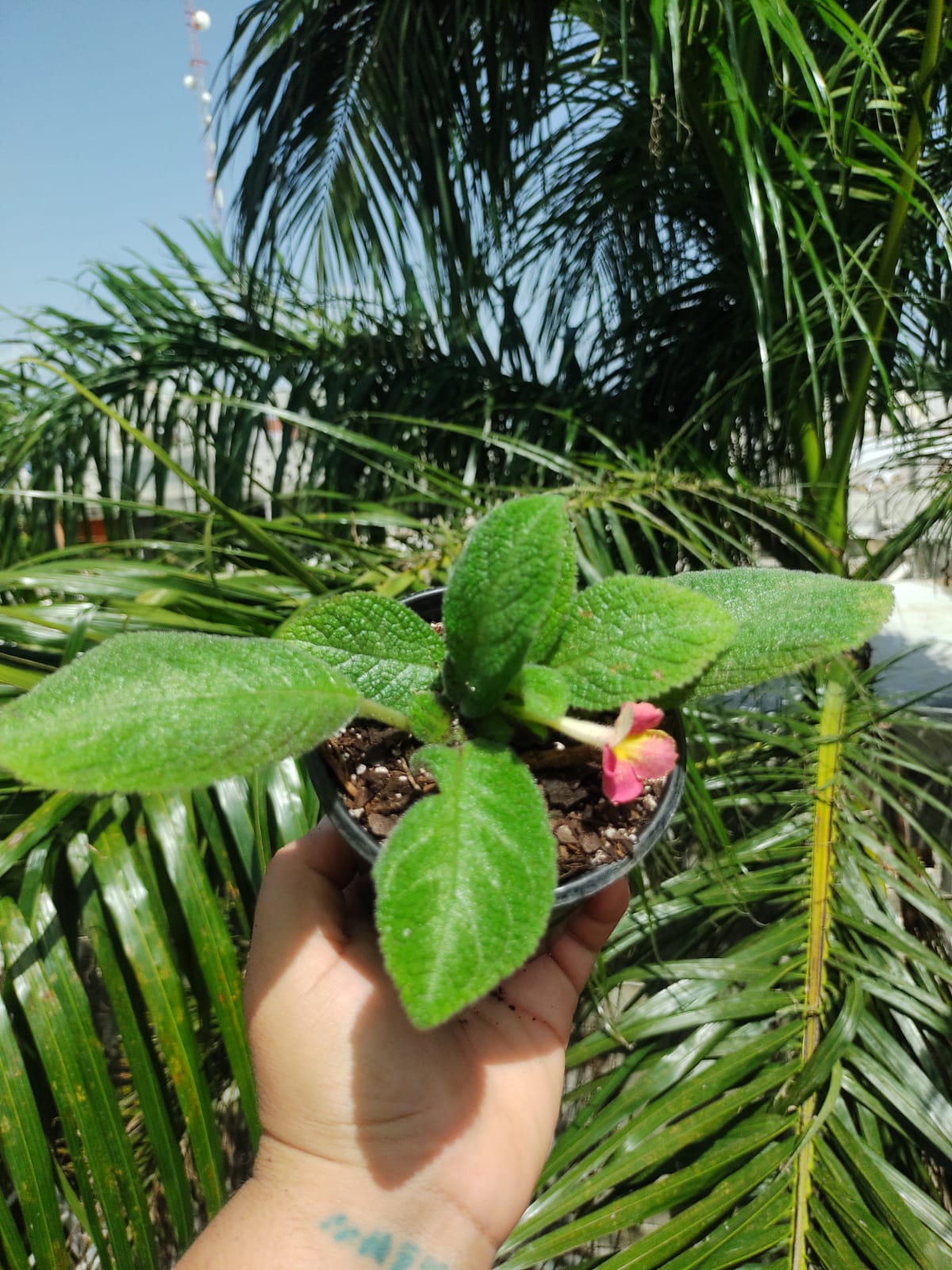 Episcia Lil Lemon "4