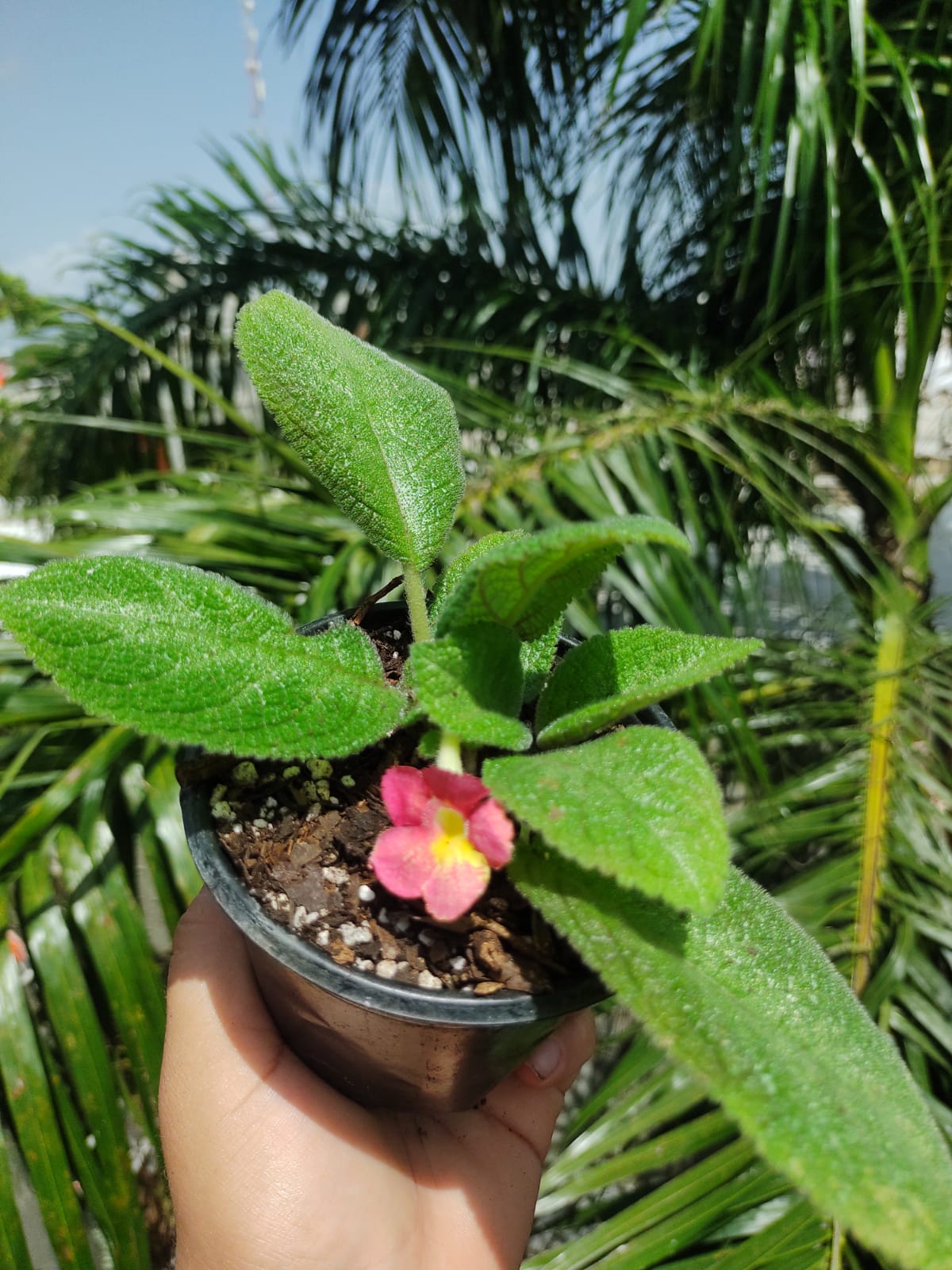 Episcia Lil Lemon "4