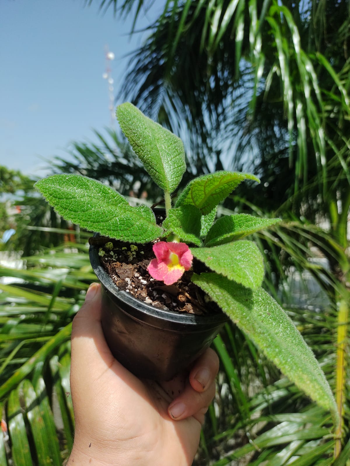 Episcia Lil Lemon "4