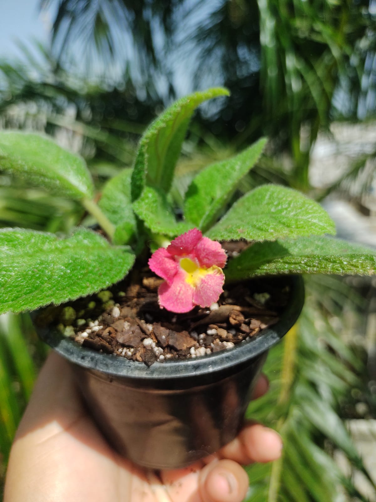 Episcia Lil Lemon "4