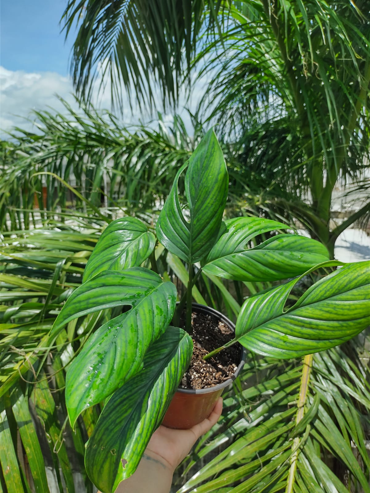 Monstera Pinattipartita #6