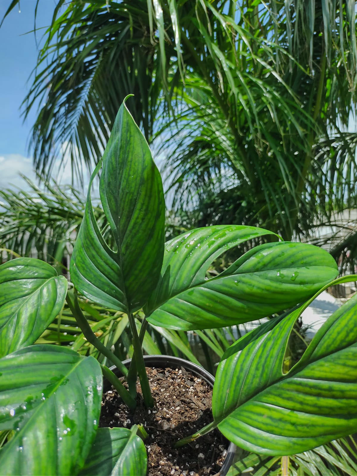 Monstera Pinattipartita #6