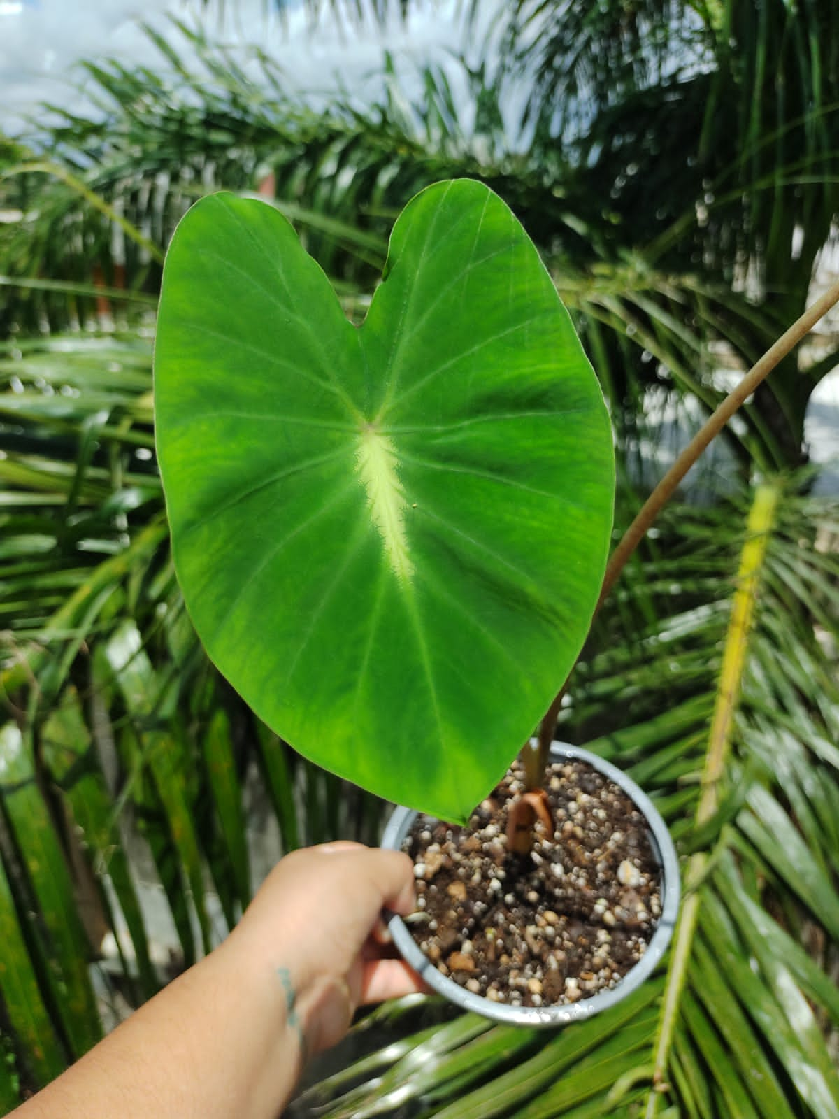 Colocasia Nancy Revange "5