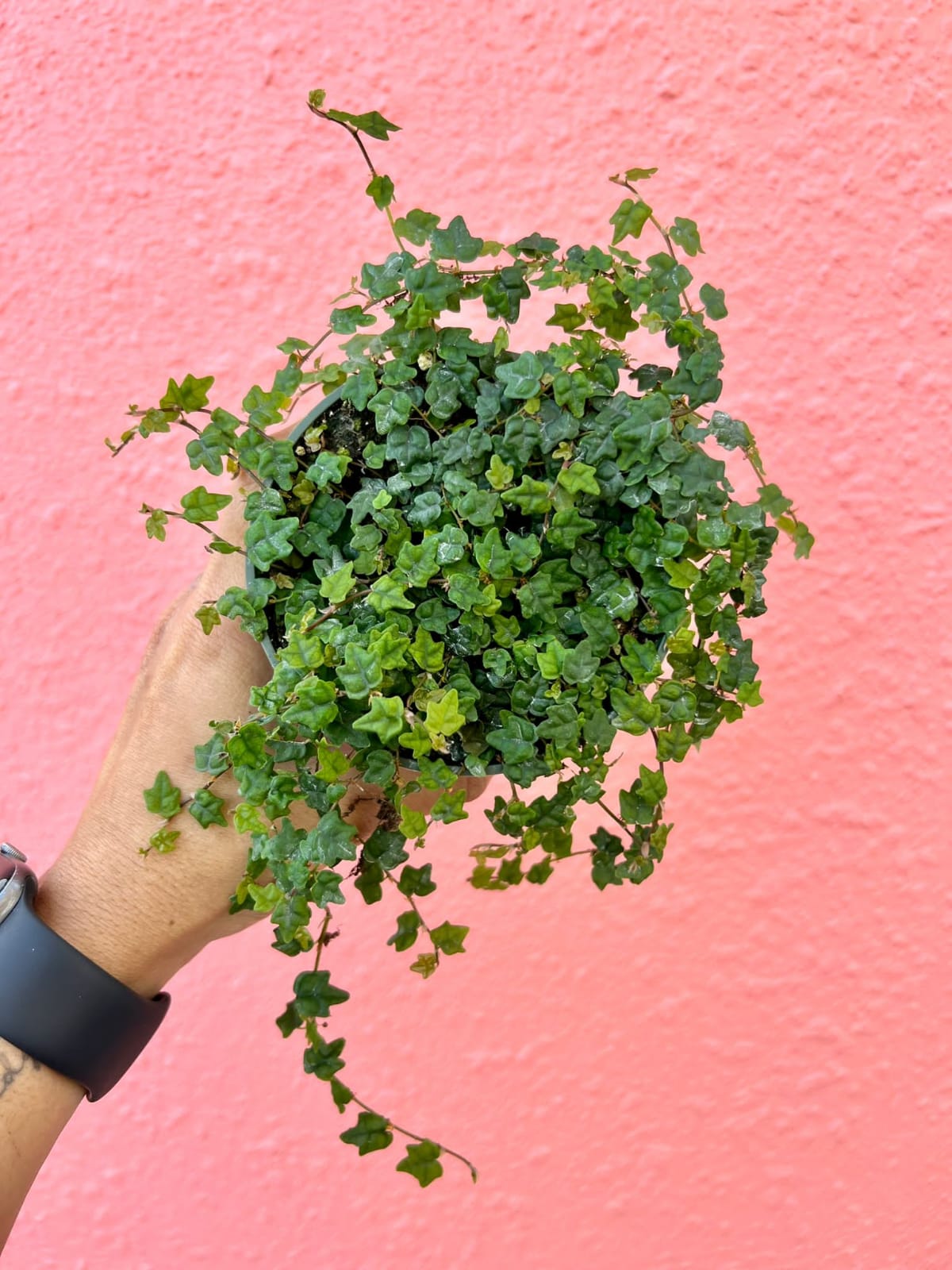 Ficus Quercifolia (Cadena de Ranitas) #4