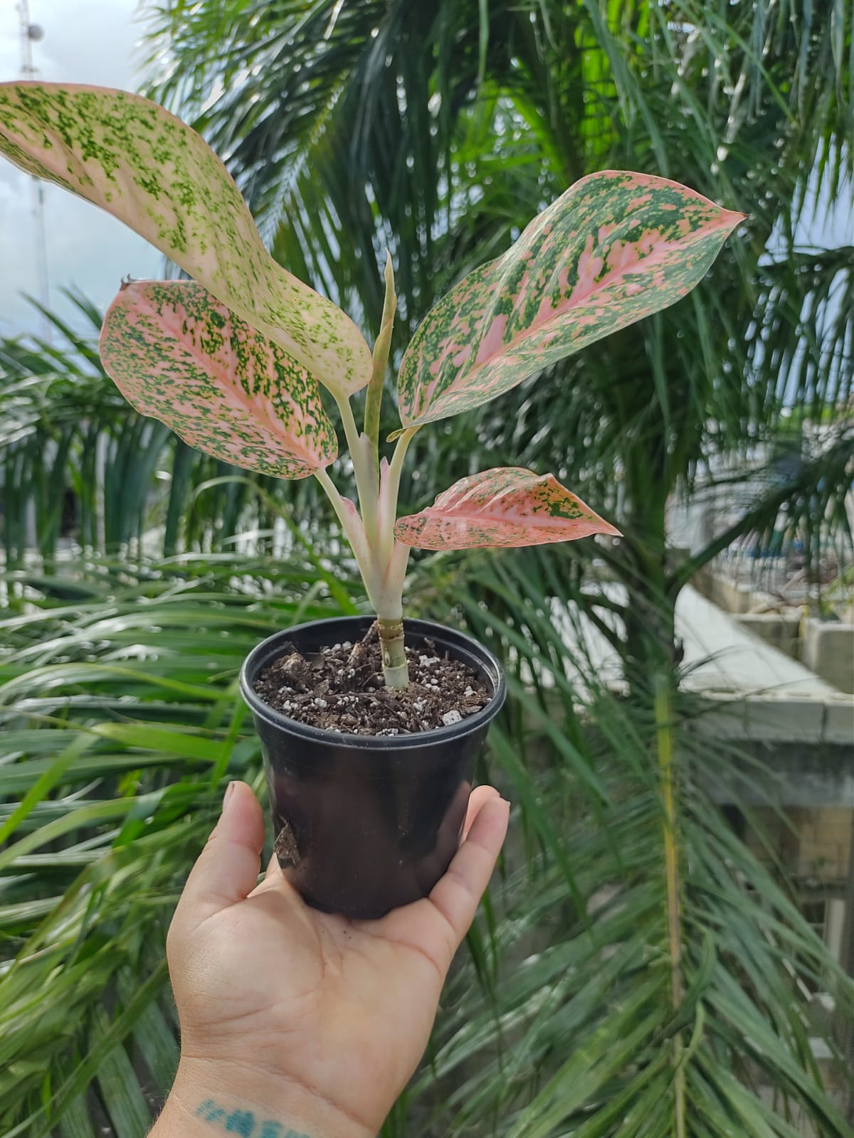 Aglaonema Orange Stardus