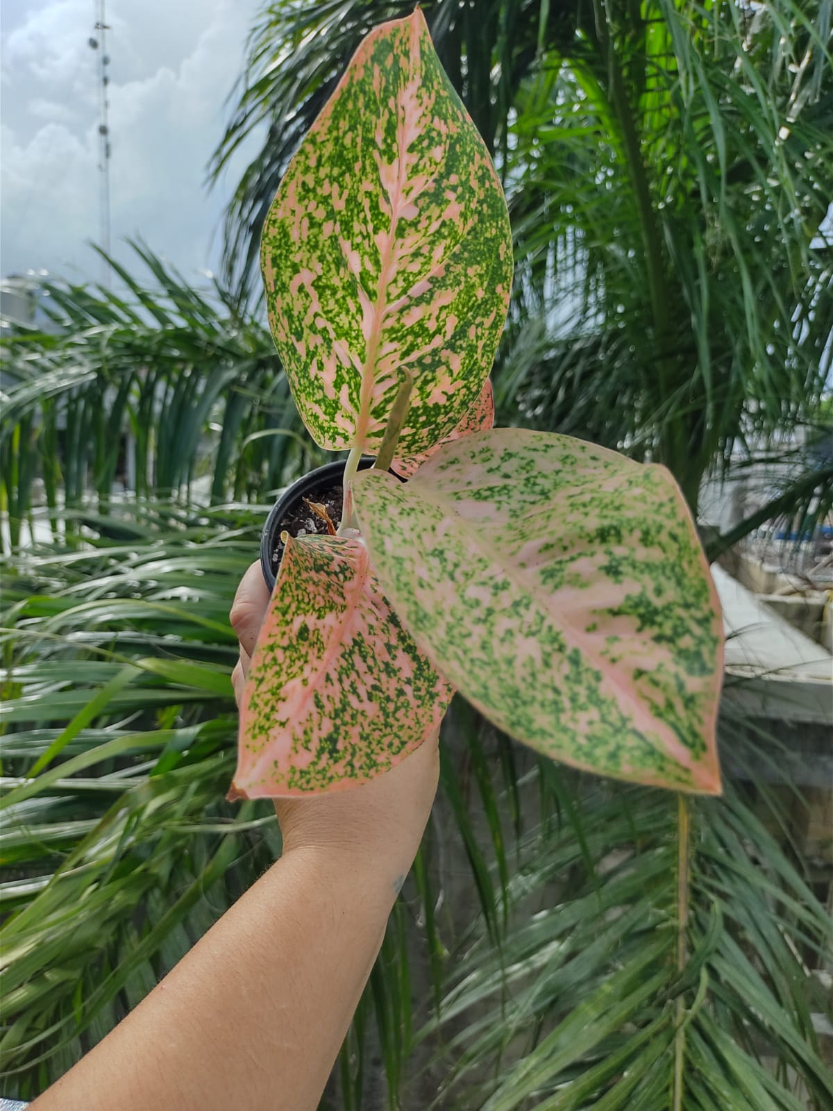 Aglaonema Orange Stardus