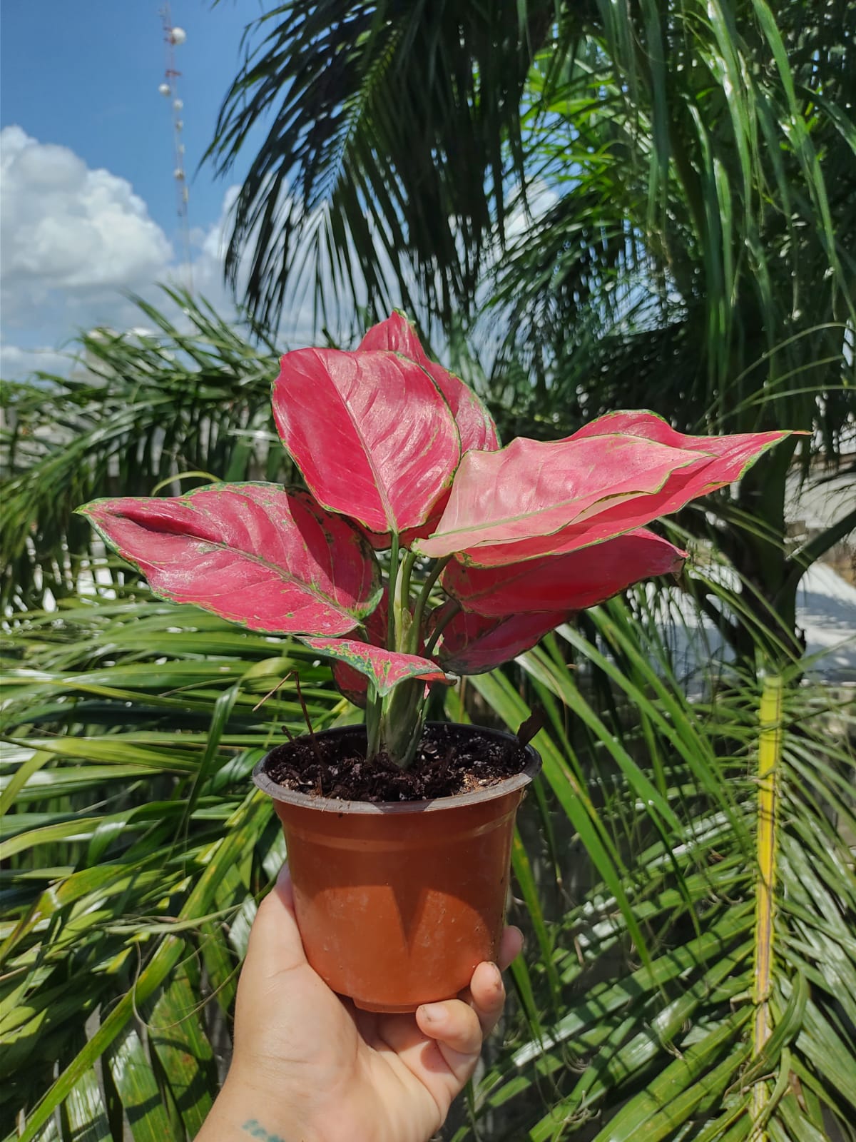 Aglaonema Super Red "4