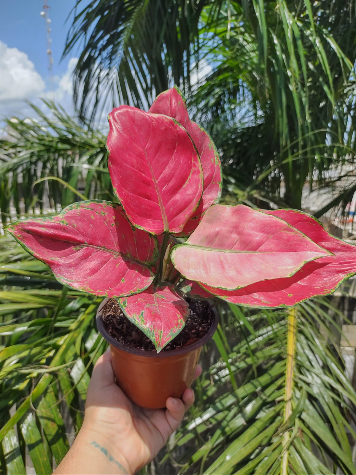 Aglaonema Super Red "4