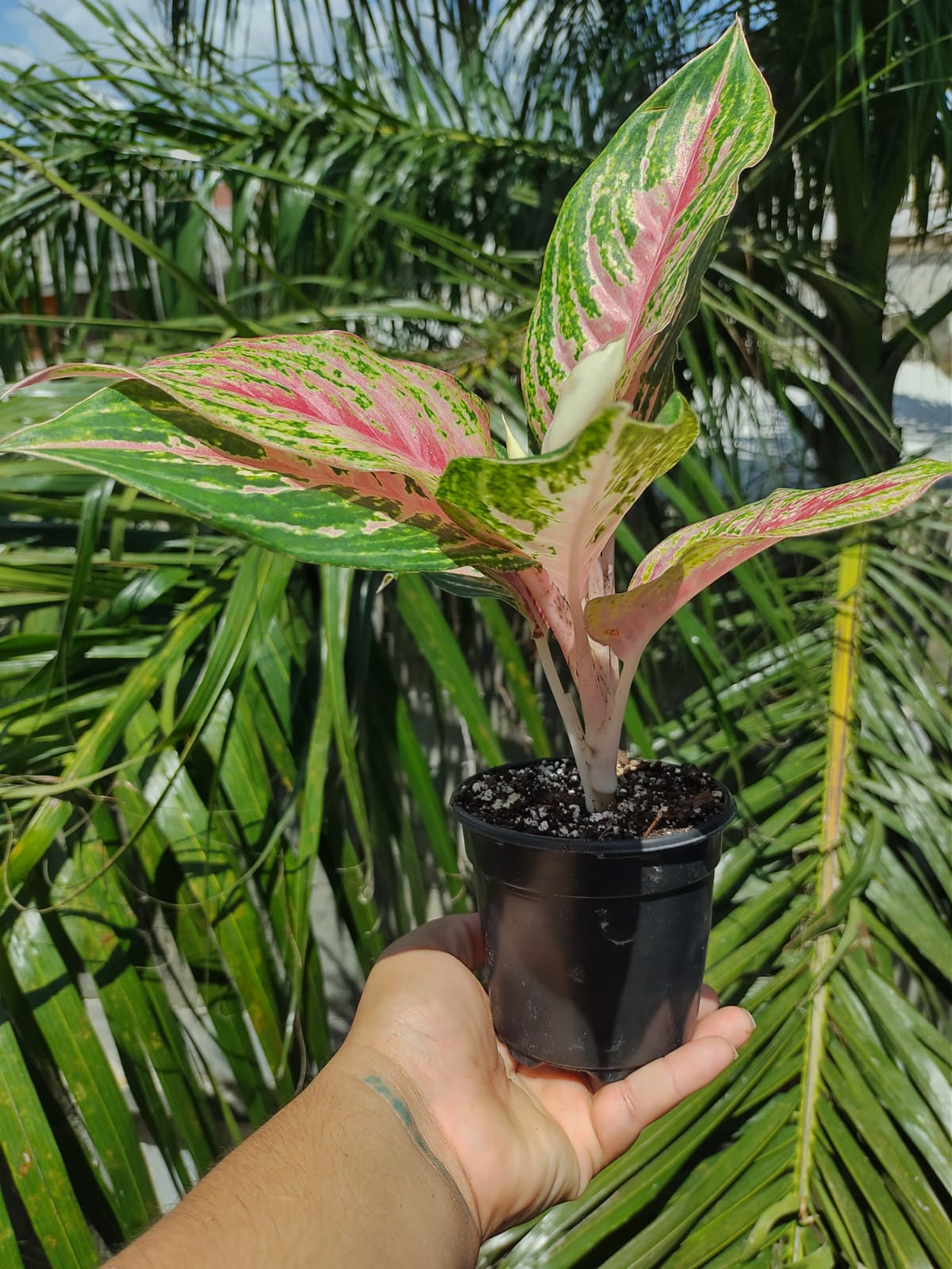 Aglaonema Mahanakorn "4