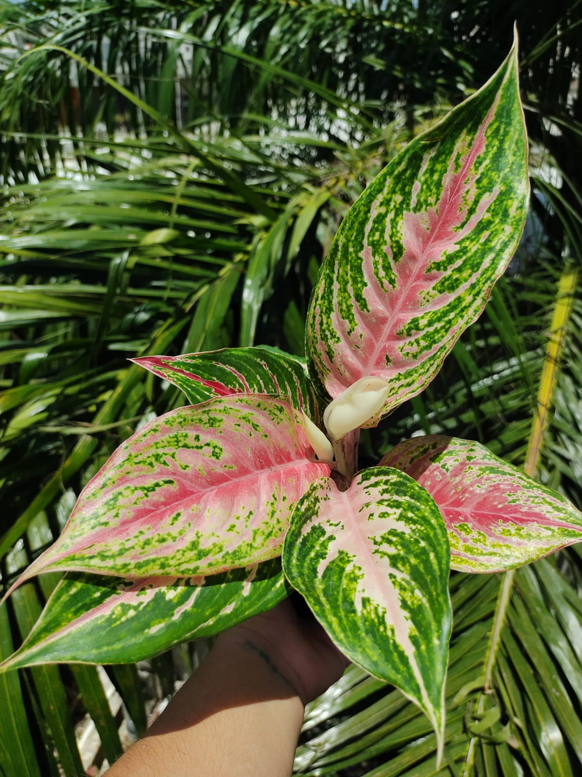 Aglaonema Mahanakorn "4