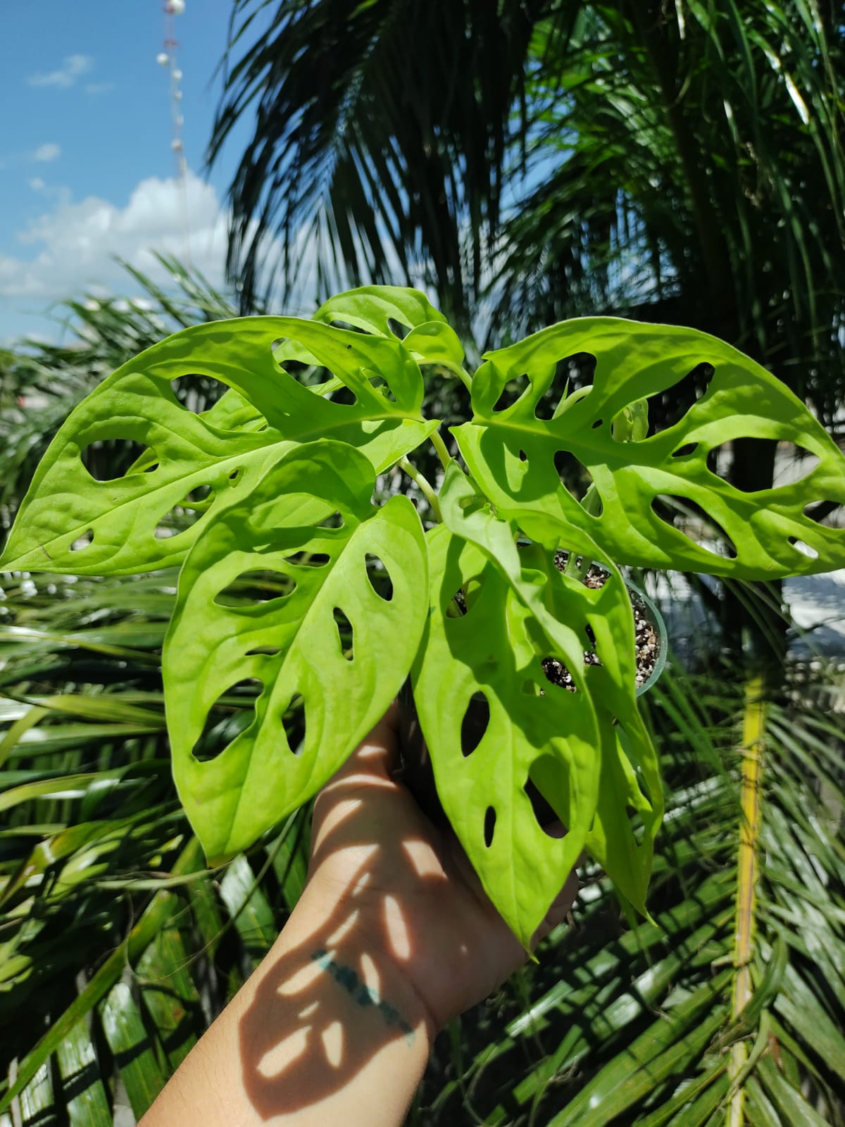 Monstera Adansonii Neon "4