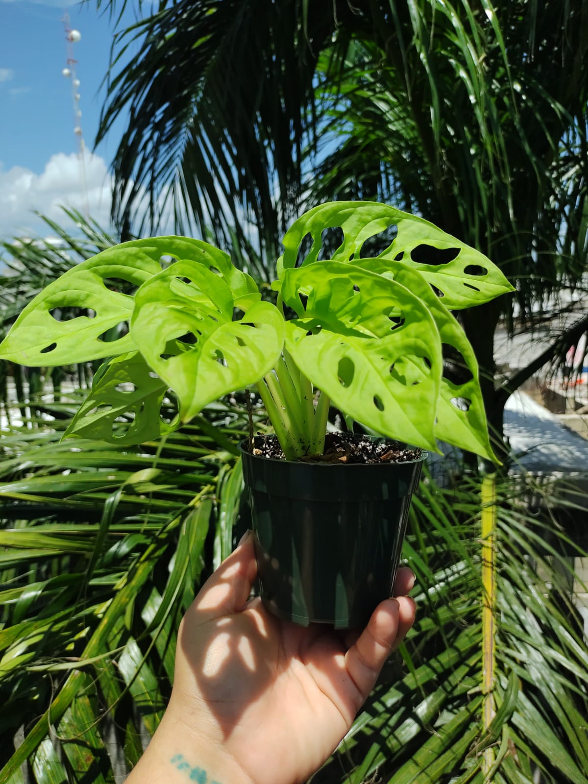 Monstera Adansonii Neon "4