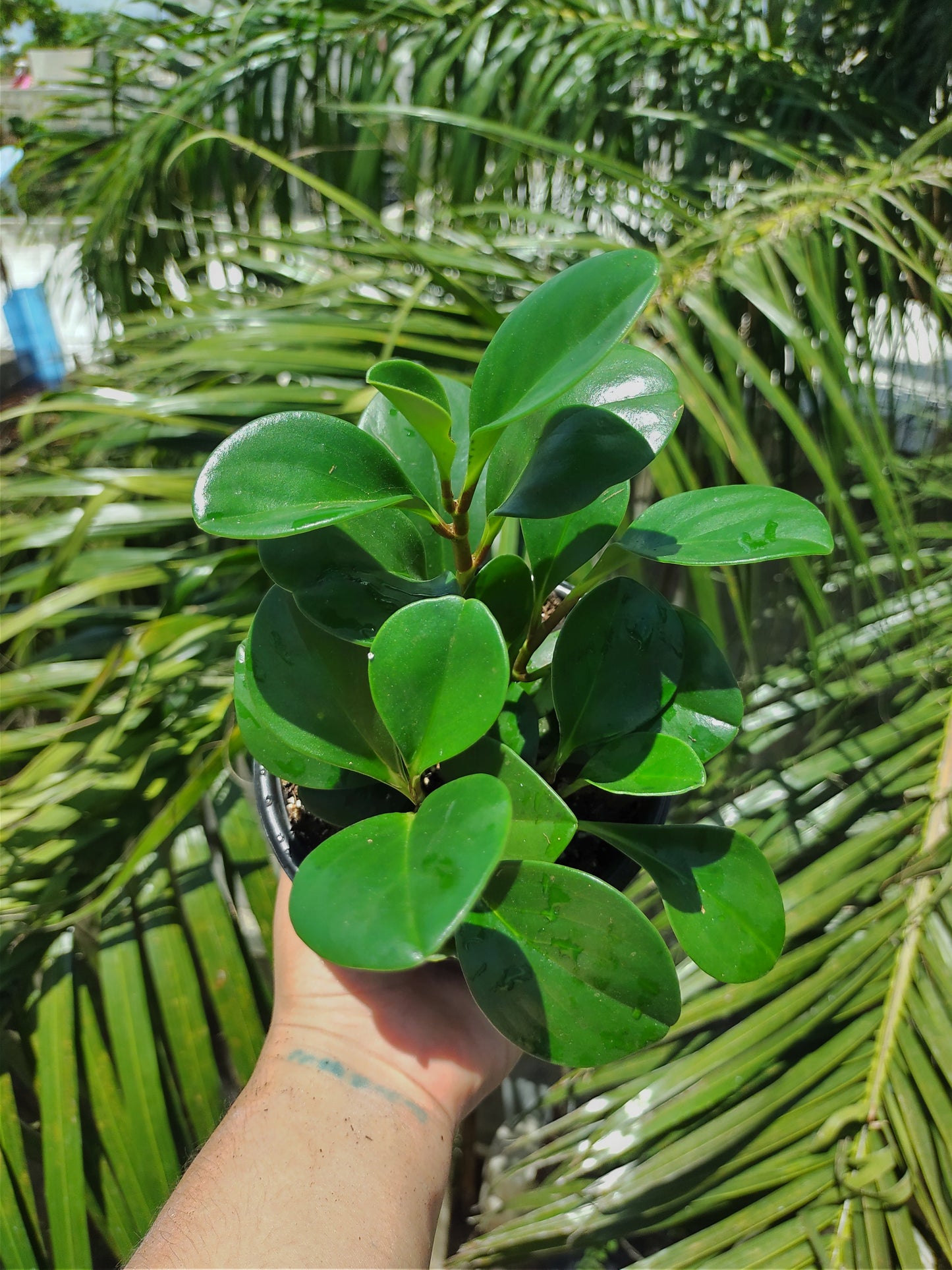 Peperomia Obtusifolia #5