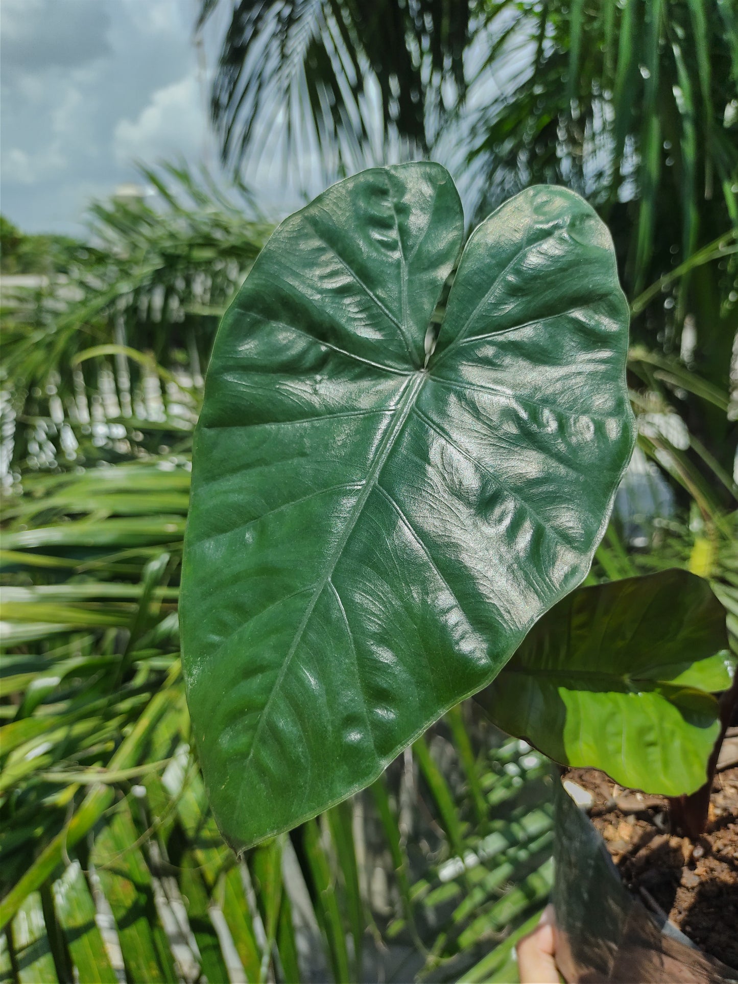 Alocasia Yucatán Princess #6