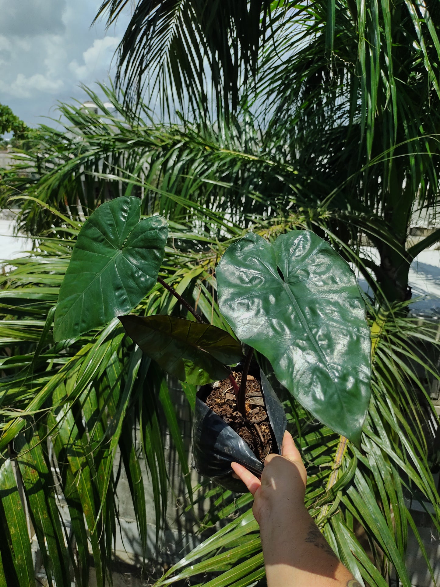 Alocasia Yucatán Princess #6