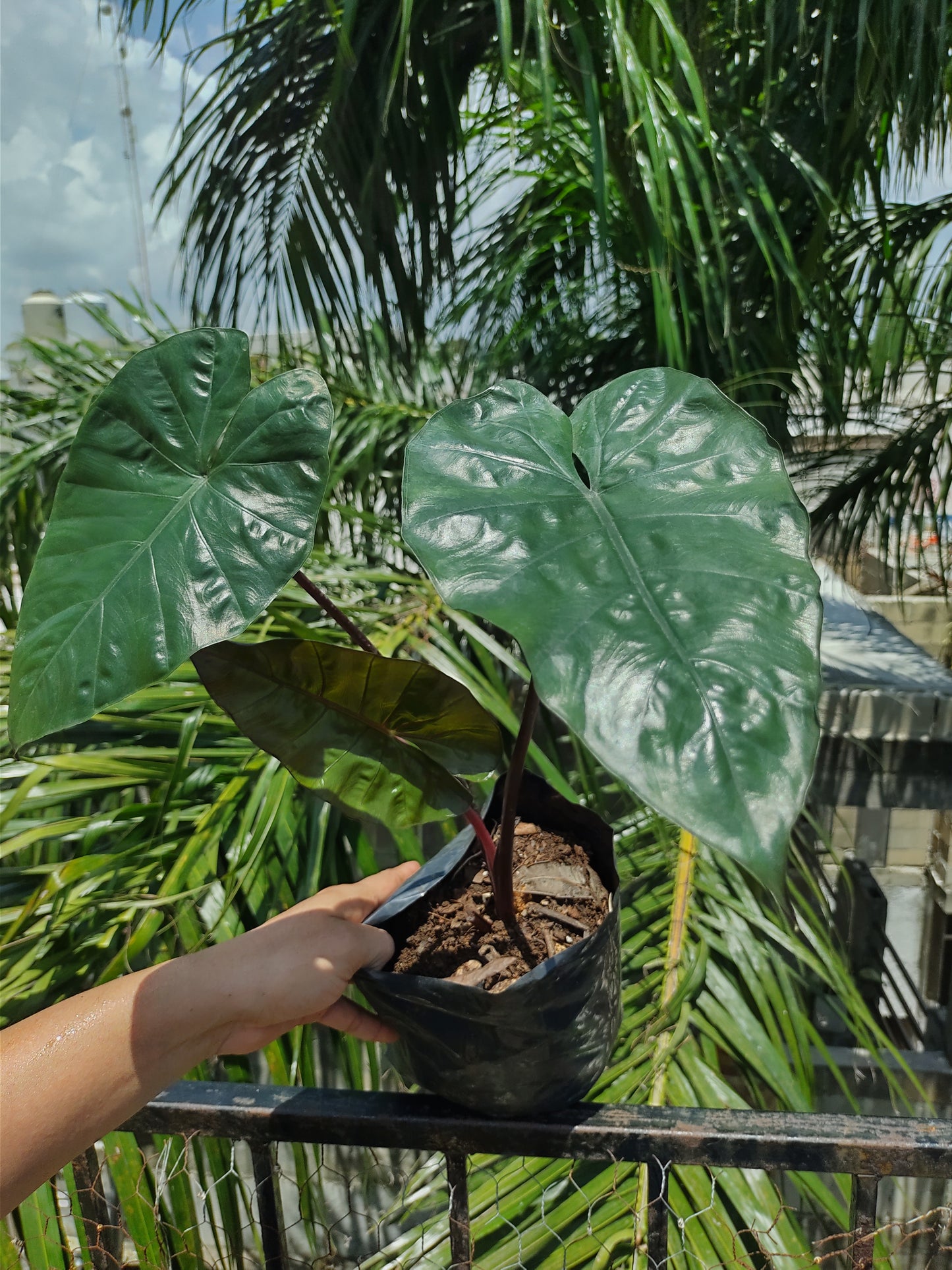 Alocasia Yucatán Princess #6