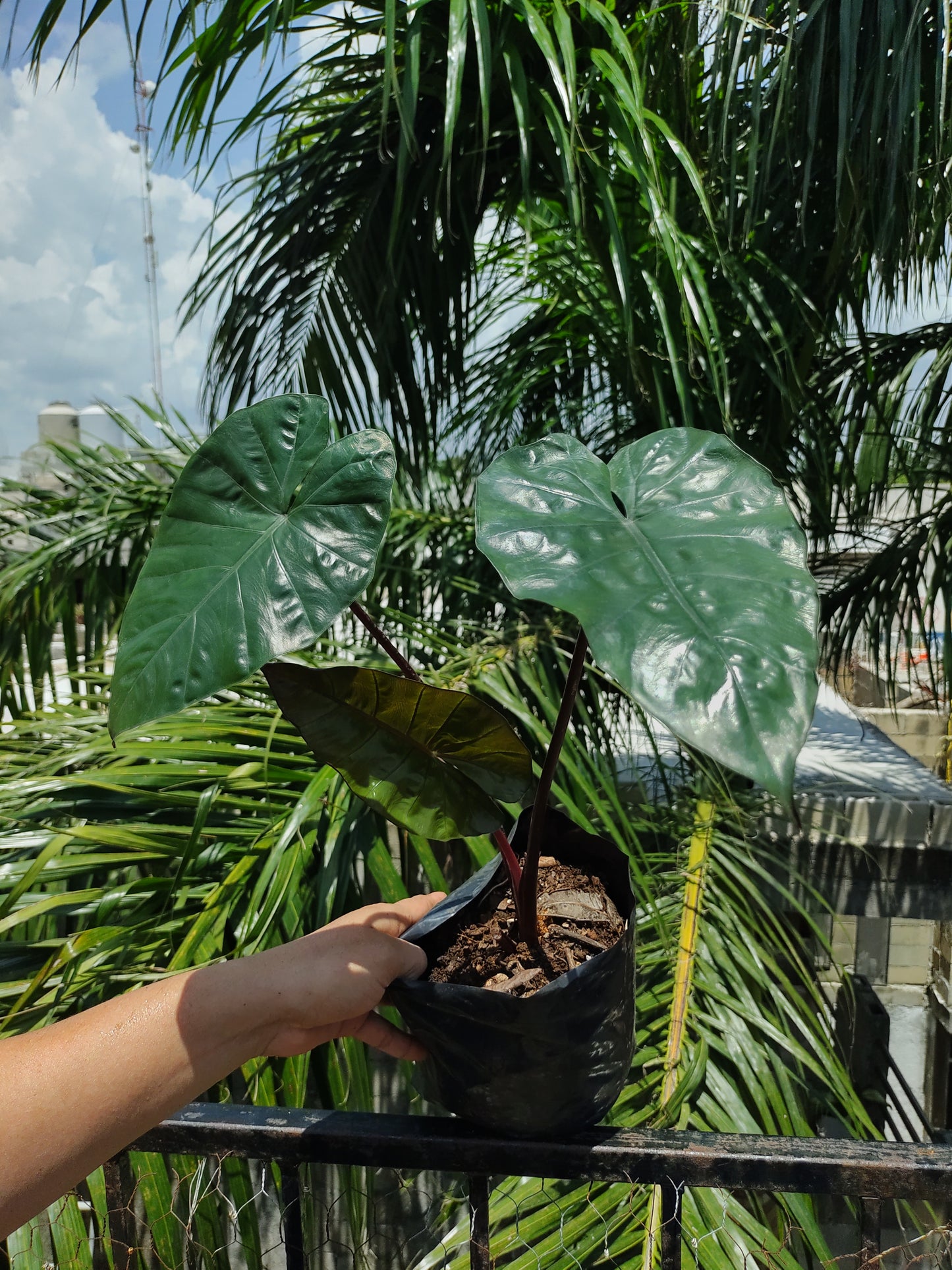 Alocasia Yucatán Princess #6