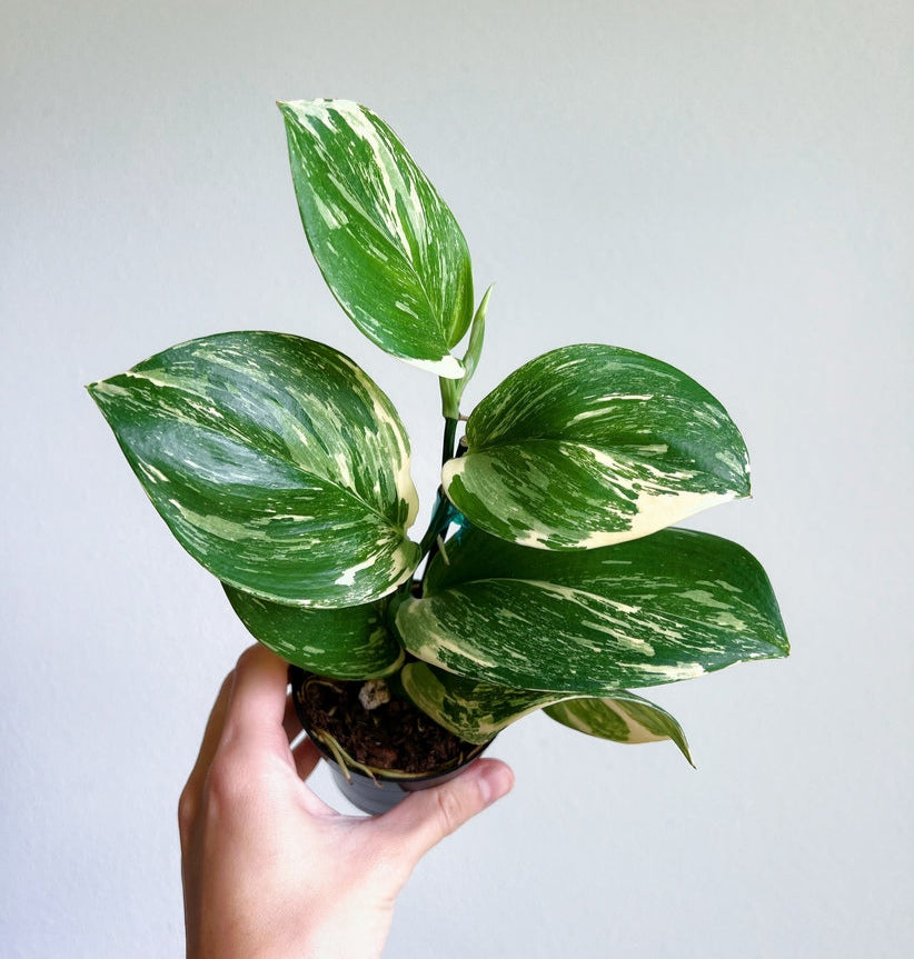 Scindapsus Moonlight Treubii Variegado "3