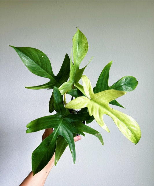 Philodendron Florida Ghost "4