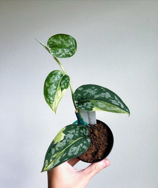Scindapsus Maharlika "4