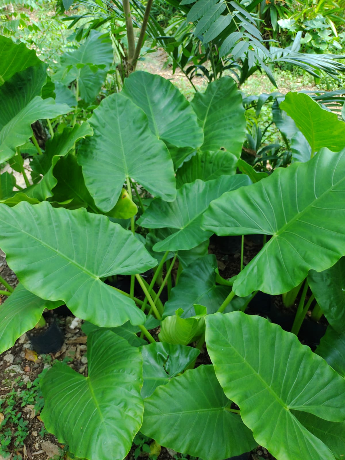 Alocasia Machrorriza "10