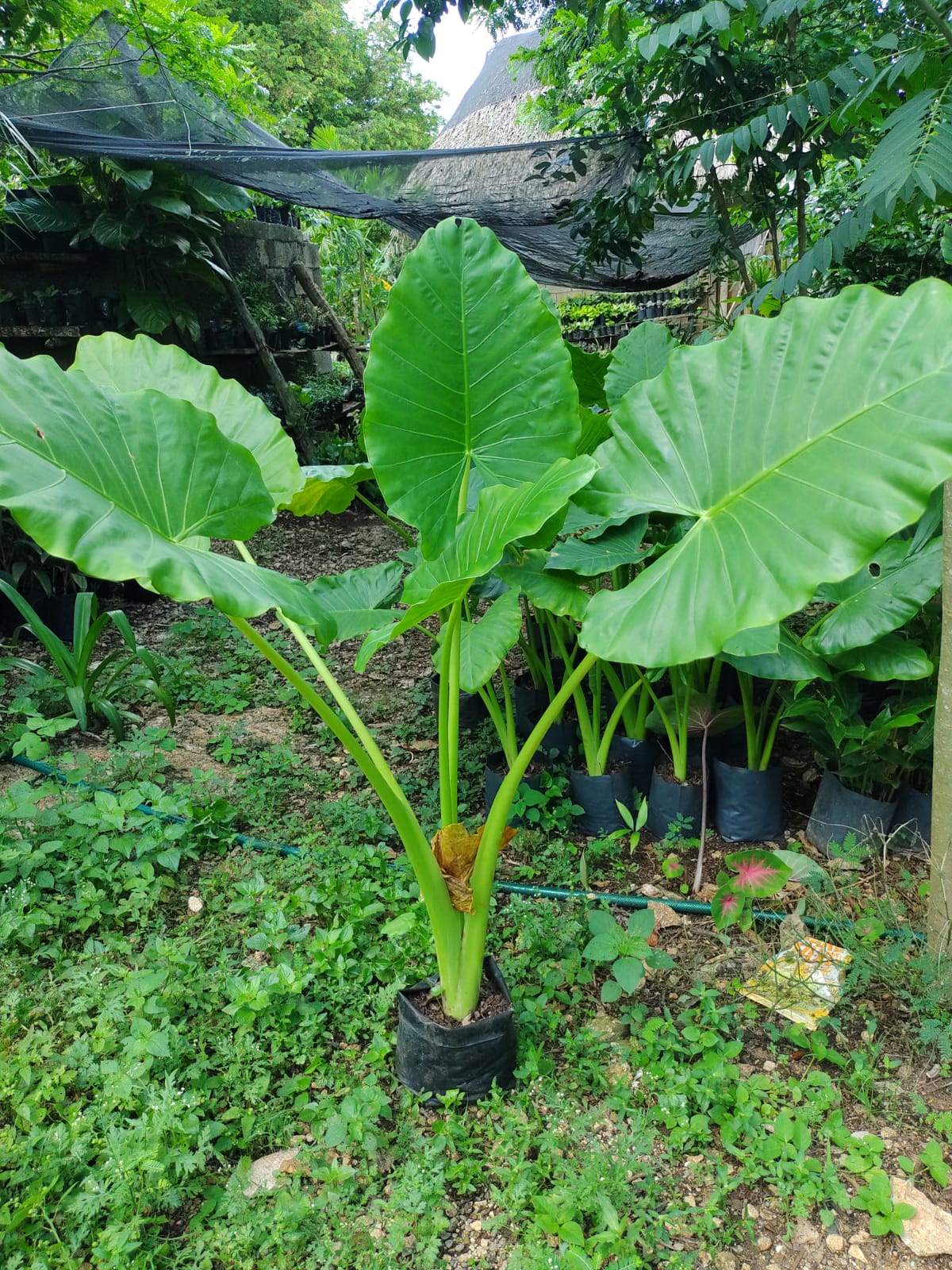 Alocasia Machrorriza "10