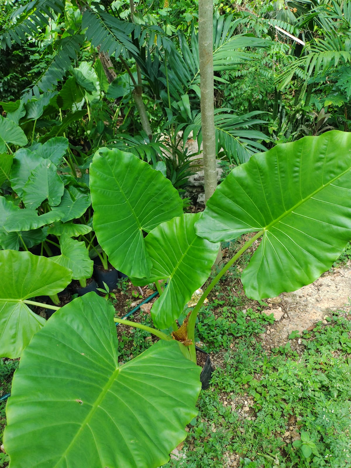 Alocasia Machrorriza "10