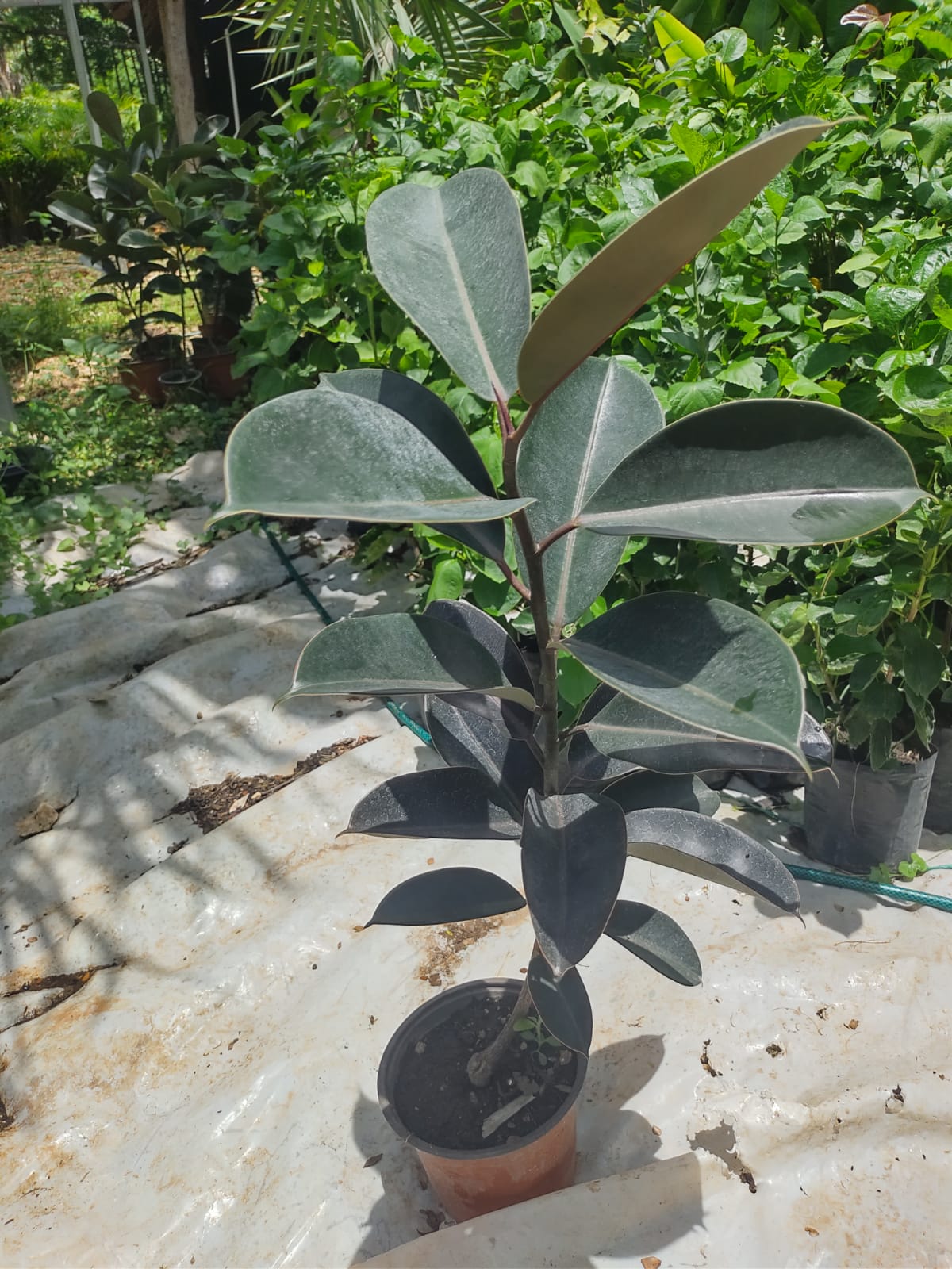 Ficus Elastica Burgundy