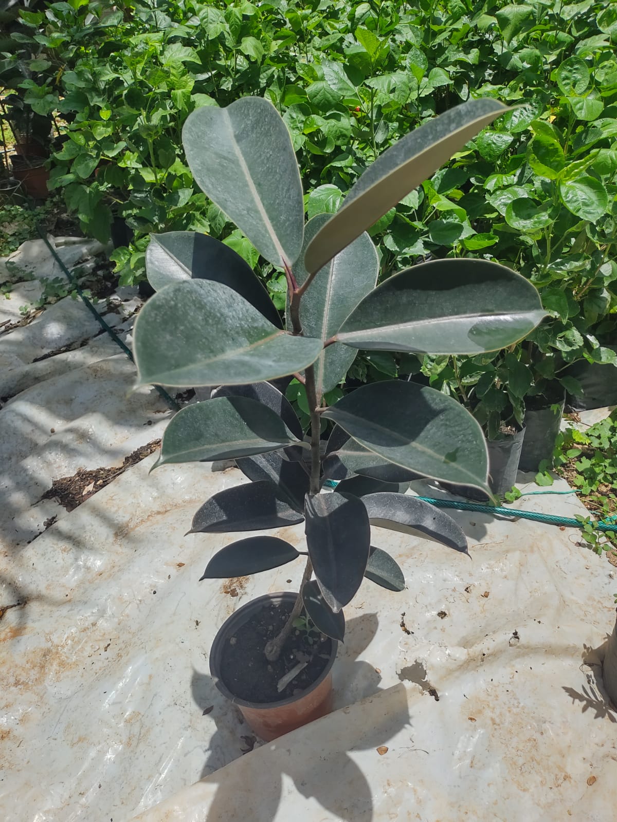 Ficus Elastica Burgundy