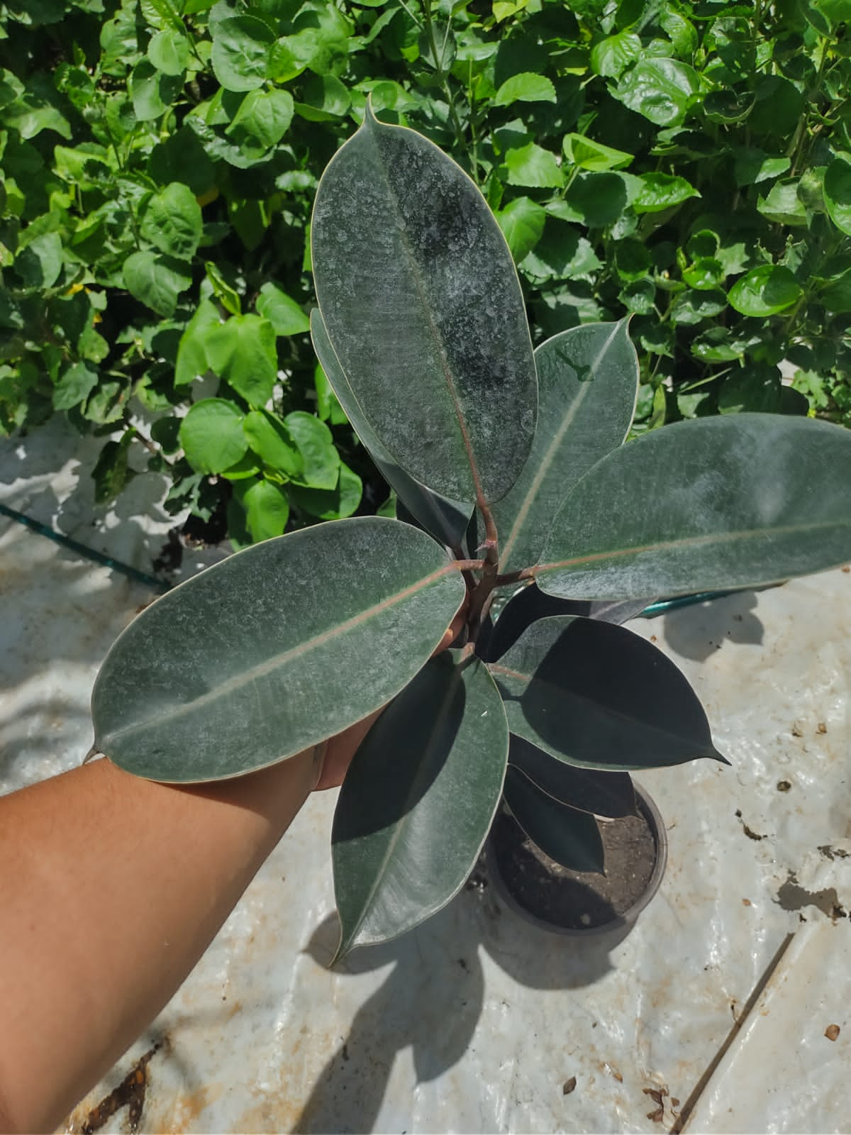 Ficus Elastica Burgundy