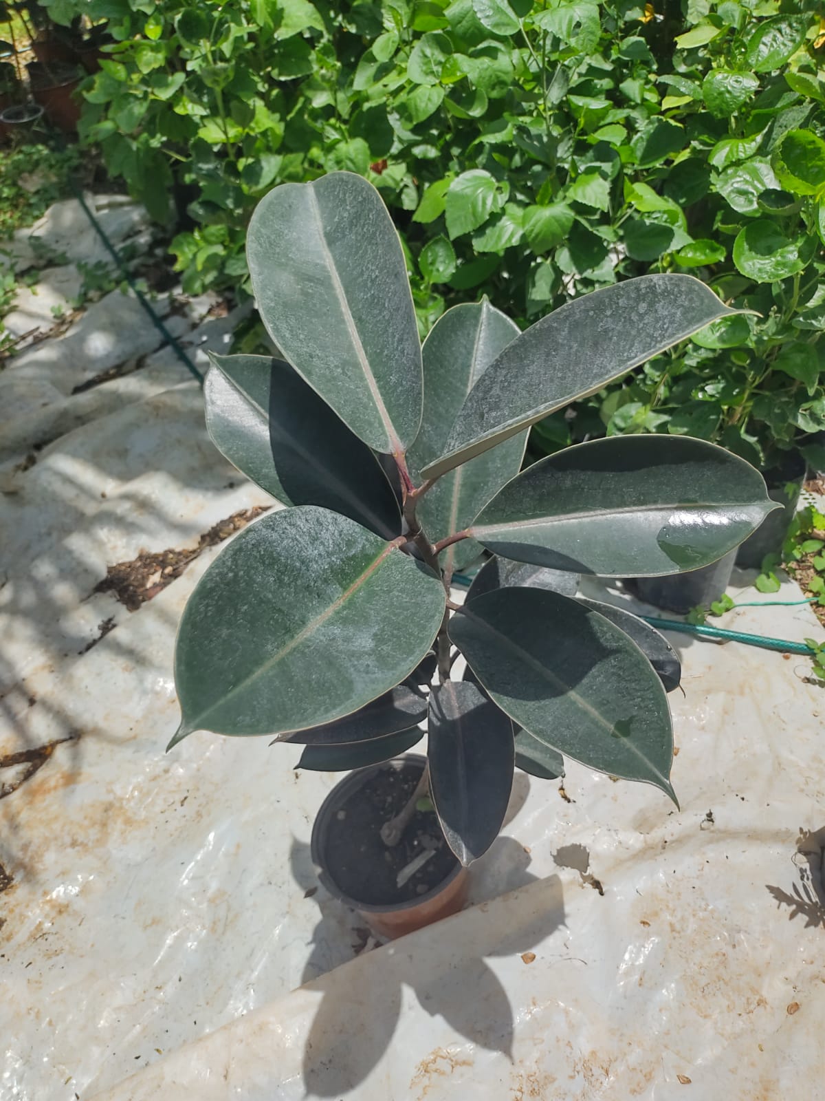 Ficus Elastica Burgundy