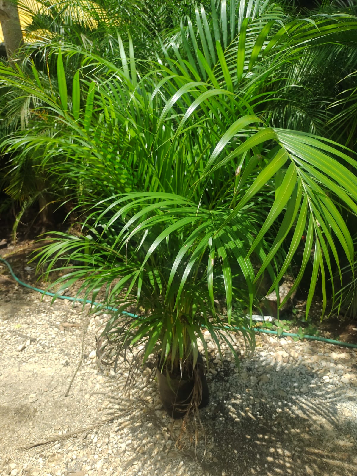 Palma Areca "12 (1.65)