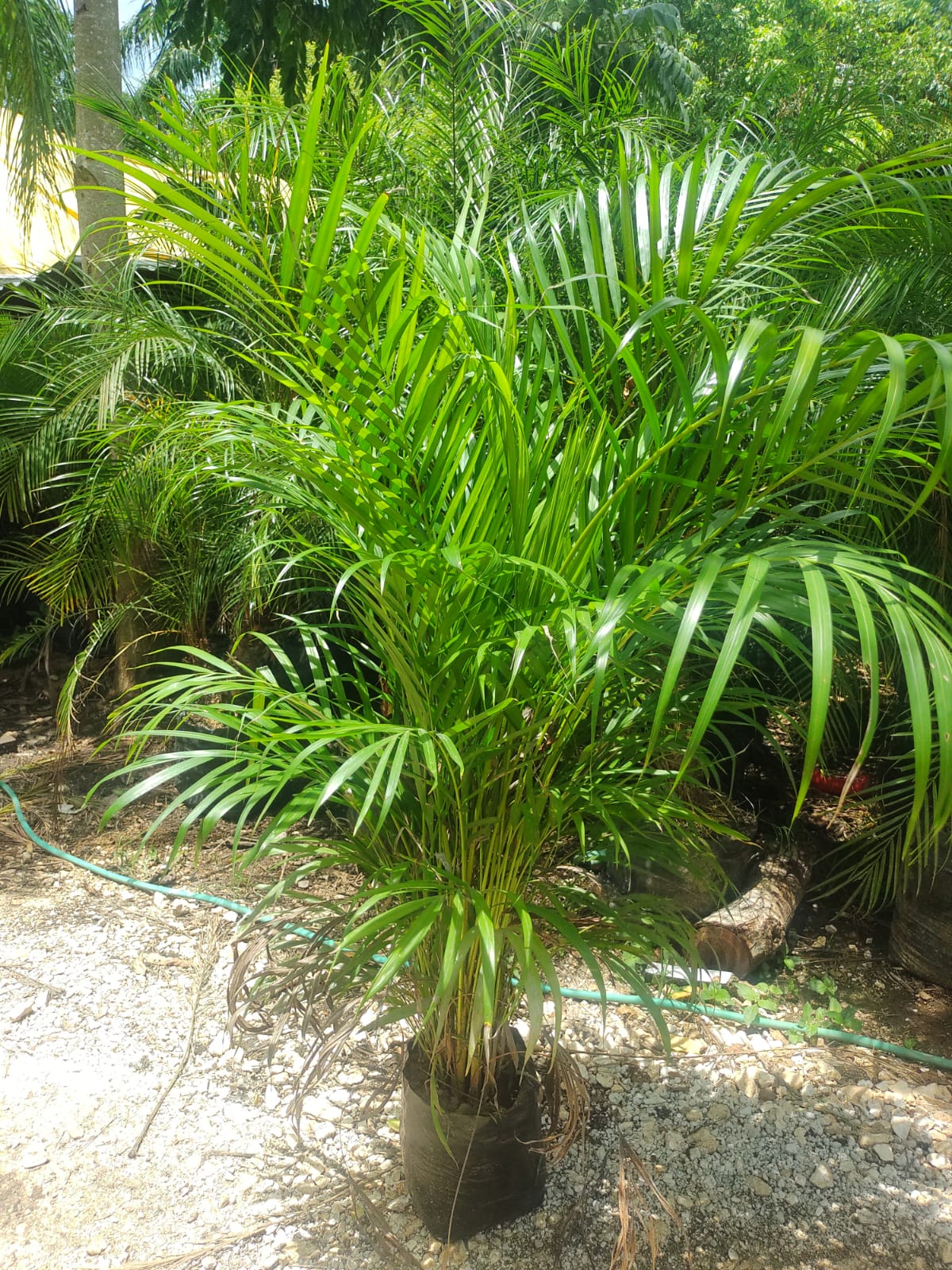 Palma Areca "12 (1.65)