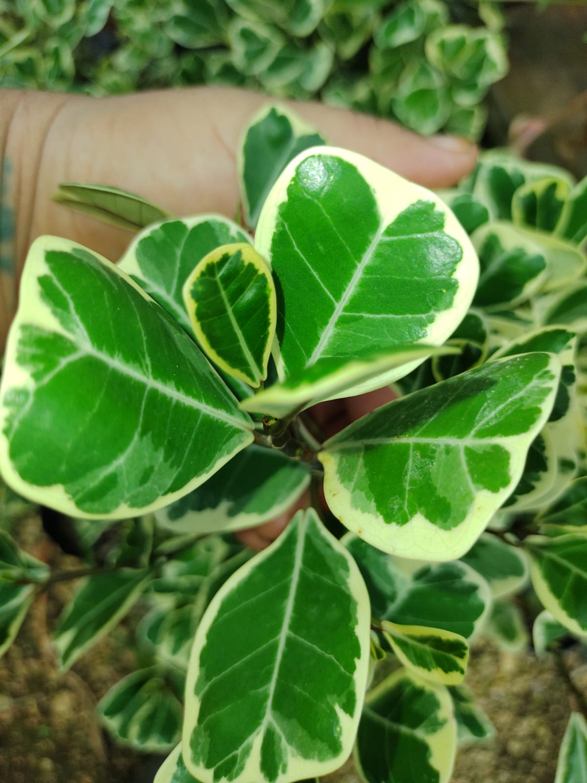 Ficus Triangularis "10