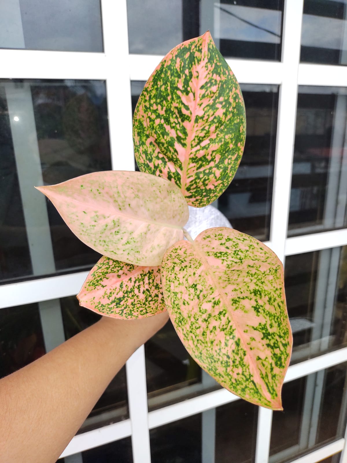 Aglaonema Orange Stardus