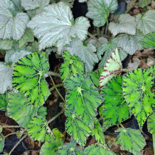 Paquete 6 pzas Begonias