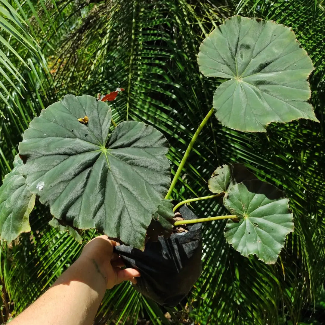 Paquete 6 pzas Begonias
