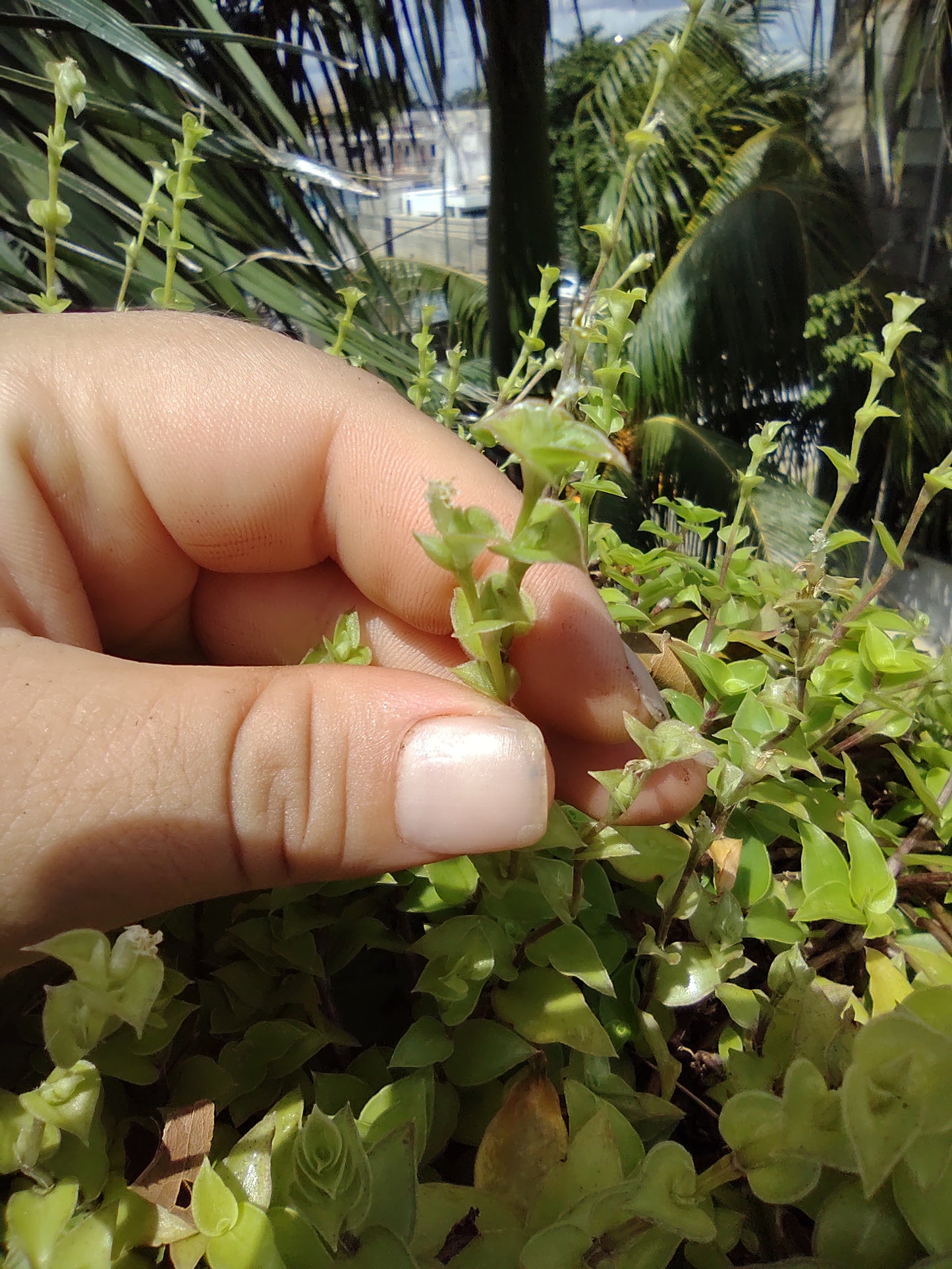 Callisia Cordifolia "10