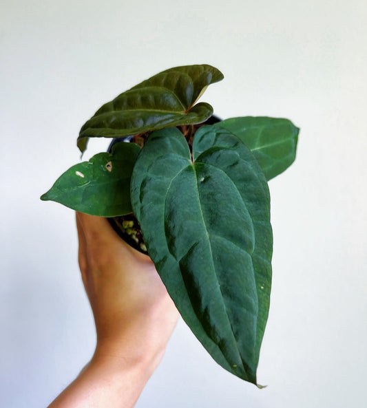 Anthurium Ace of Spades X Blue Papillilaminum