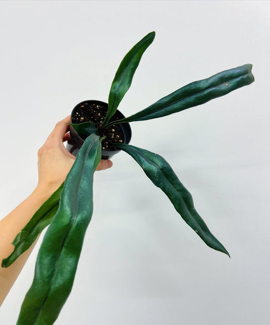 Microsorum Thailandicum Blue Oil Fern "4  (Helecho azul)