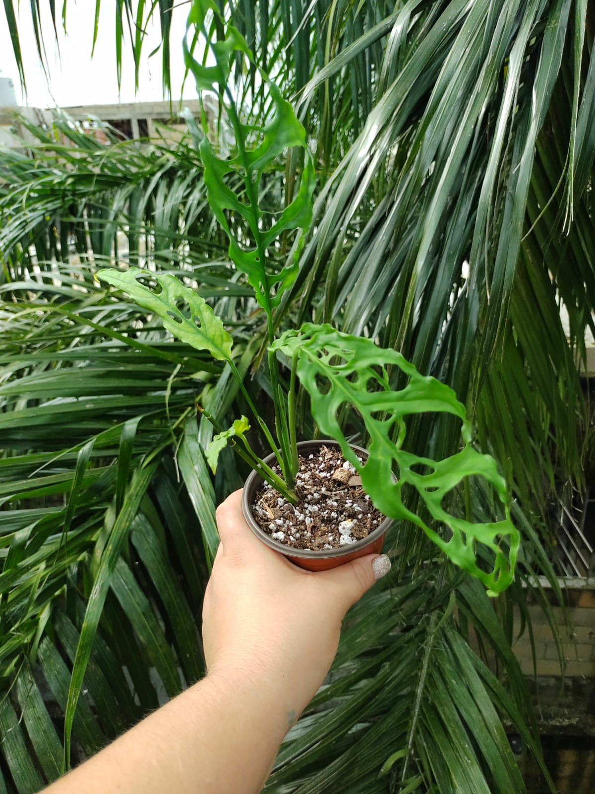 Monstera Obliqua "4