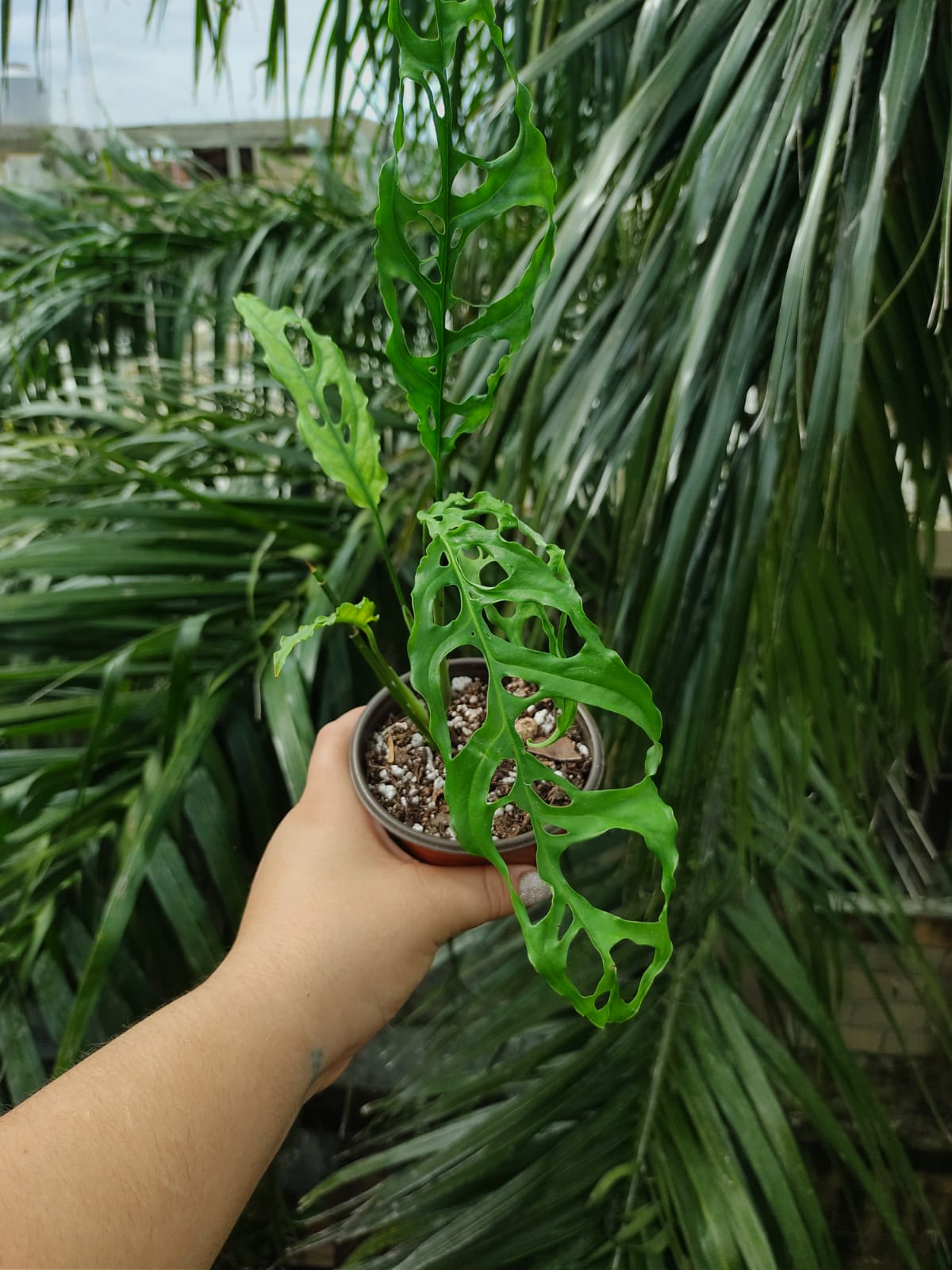 Monstera Obliqua "4